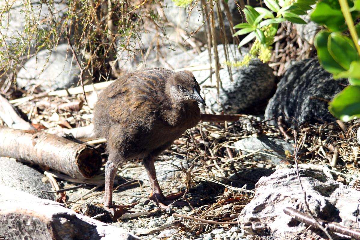 Weka (Gallirallus australis)